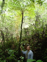 Cyathea costaricensis