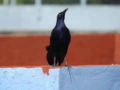 Quiscalus mexicanus
