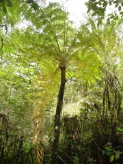 Cyathea costaricensis