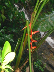 Heliconia mooreana