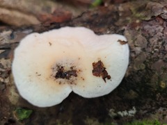 Phillipsia domingensis