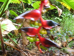 Heliconia mooreana