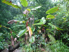 Heliconia mooreana