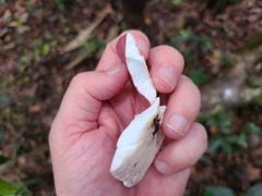 Phillipsia domingensis