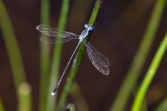 Lestes tridens