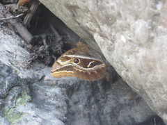 Eryphanis