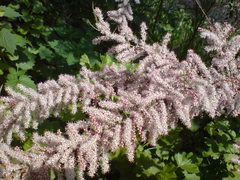Tamarix szovitsiana