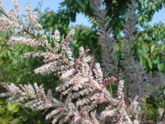 Tamarix szovitsiana