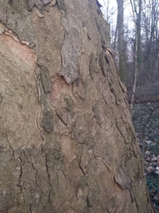 Acer pseudoplatanus