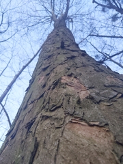 Acer pseudoplatanus