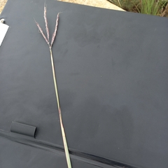 Andropogon appendiculatus