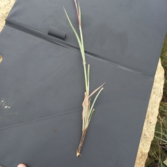 Andropogon appendiculatus