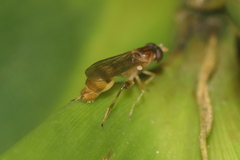 Sphegina