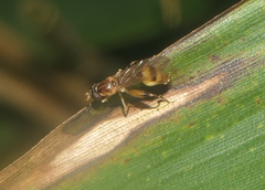 Sphegina