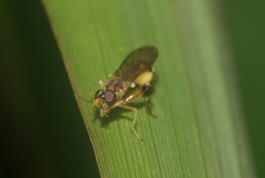 Sphegina