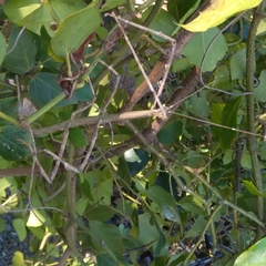 Bactrododema tiaratum