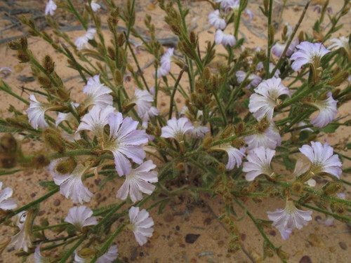 Scaevola hamiltonii, 2011-09-21