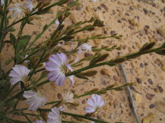 Scaevola virgata