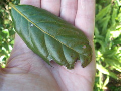 Cephaleuros virescens