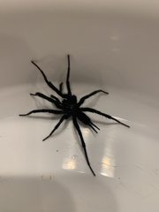 Linothele longicauda