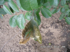 Aporia crataegi