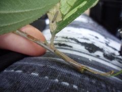 Aporia crataegi
