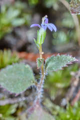 Lobelia longicaulis