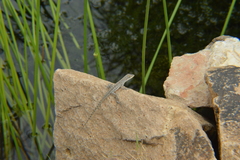 Anolis bonairensis
