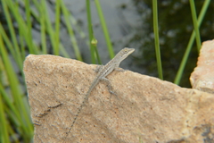 Anolis bonairensis