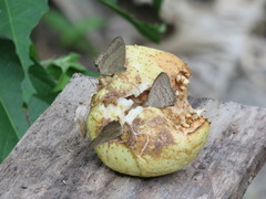Magneuptychia