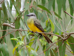 Tyrannus melancholicus