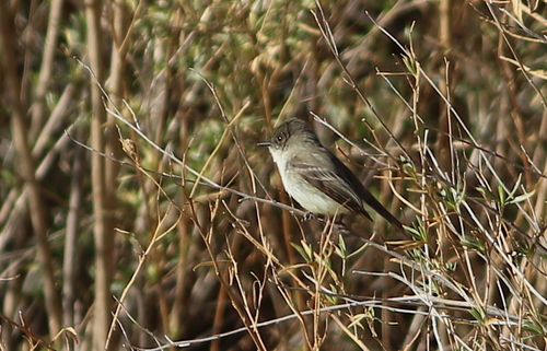 Eastern Phoebe