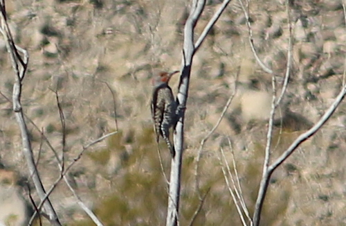 Yellow-shafted × Red-shafted Flicker