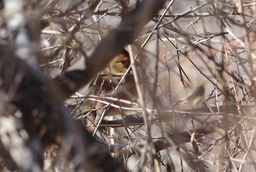 Northern Cardinal