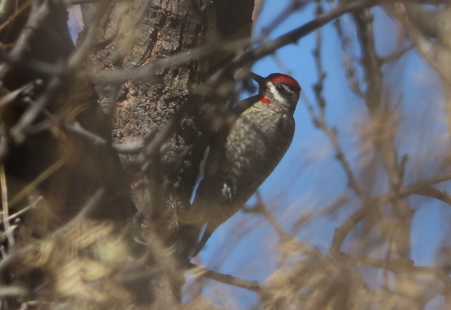 Red-naped Sapsucker