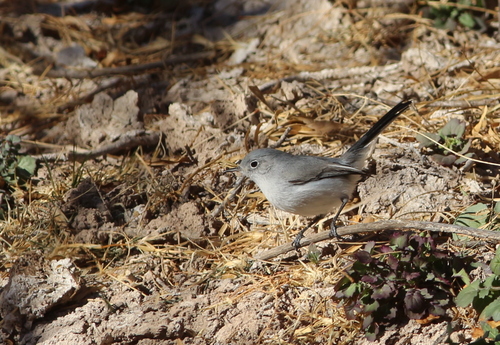 Blue-gray Gnatcatcher