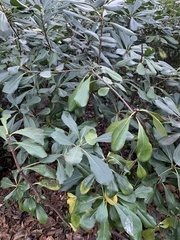 Magnoliopsida