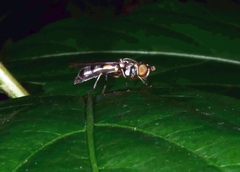 Spheginobaccha