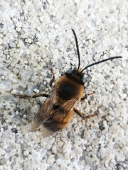 Eucera nigrilabris