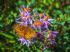 Argynnis adippe