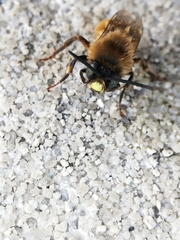 Eucera nigrilabris