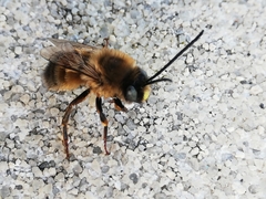 Eucera nigrilabris