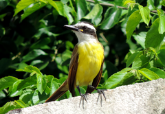 Pitangus sulphuratus