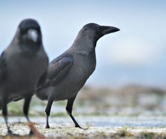 Corvus splendens