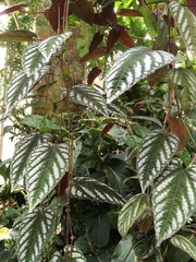 Cissus discolor
