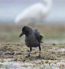 Corvus splendens
