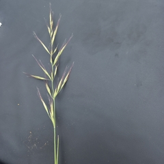 Trisetopsis imberbis