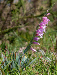Gladiolus ochroleucus