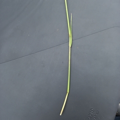 Trisetopsis imberbis