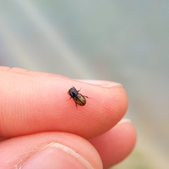 Chilothorax distinctus